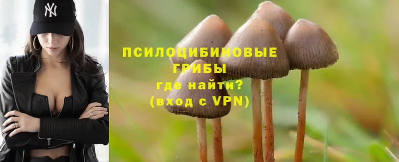 Галлюциногенные грибы Psilocybe  Новозыбков 