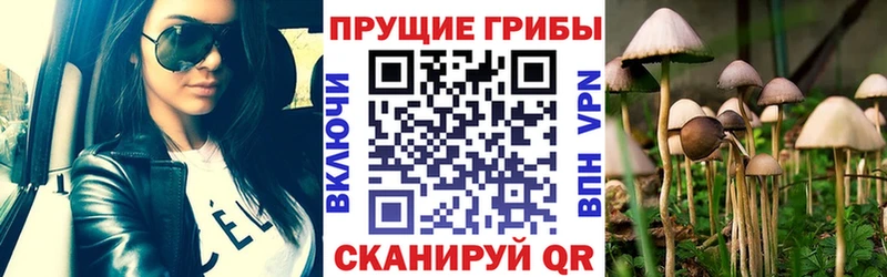 hydra сайт  купить наркоту  Новозыбков  Галлюциногенные грибы мицелий 